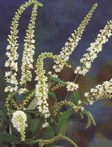 Buddleia 'Spring Promise'