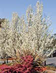 Callery Pears