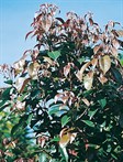 Eumundi Quandong