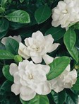 Gardenia