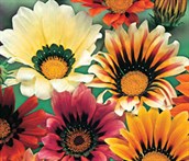 Gazania