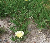 Hottentot Fig