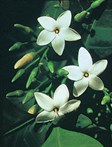 Native Gardenia