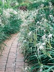 Spider Lily