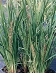 Spiny-headed Mat-rush