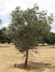 Swan Hill Olive
