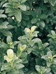 Sweet Viburnum