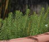 Water Milfoil