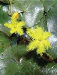 Wavy Marshwort