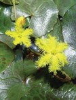Wavy Marshwort
