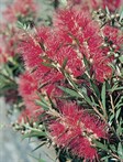 Weeping Bottlebrush