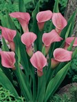 Calla Lilies