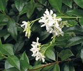 Chinese Star Jasmine