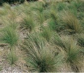 Common Tussock Grass