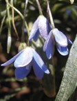 Edna Walling Blue Bells&trade;