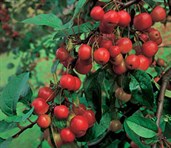Flowering Crab Apple