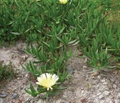 Hottentot Fig