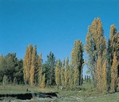 Lombardy Poplar
