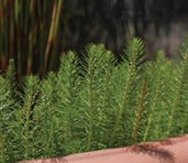 Water Milfoil