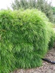 Dwarf bower wattle