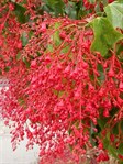Brachychiton 'Belladonna', 'Bella Pink', 'Jerilderie Red' or 'Griffith Pink' 