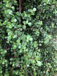 Jade plant, money tree 