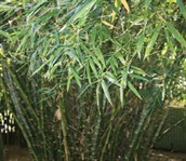 Buddha's Belly Bamboo