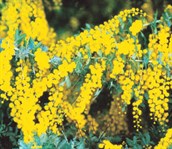 Cootamundra Wattle