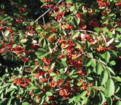 Cotoneaster