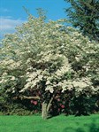 Eastern Flowering Dogwood