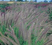 Fountain Grass