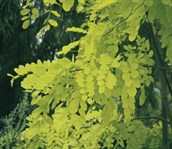 Golden-leaved Black Locust