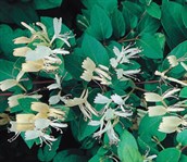 Japanese Honeysuckle