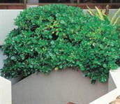 Mirror Plant