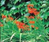 Montbretia