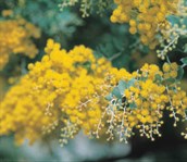 Queensland Silver Wattle