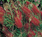 Bottlebrush