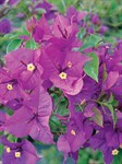 Bougainvillea, Paper Flower