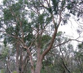 Common She-oak