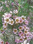 Geraldton Wax
