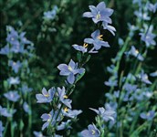 Morning Iris