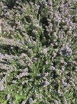 Prostrate Rosemary