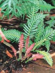 Rasp Fern