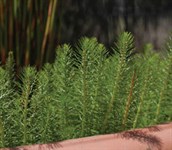 Water Milfoil