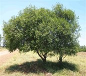 Black wattle, Willow wattle, Broughton willow