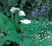 Arum lily
