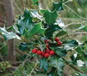 Common Holly