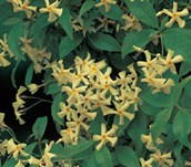 Japanese Star Jasmine