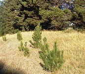 Radiata Pine