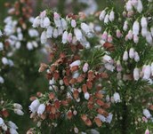 Spanish Heath